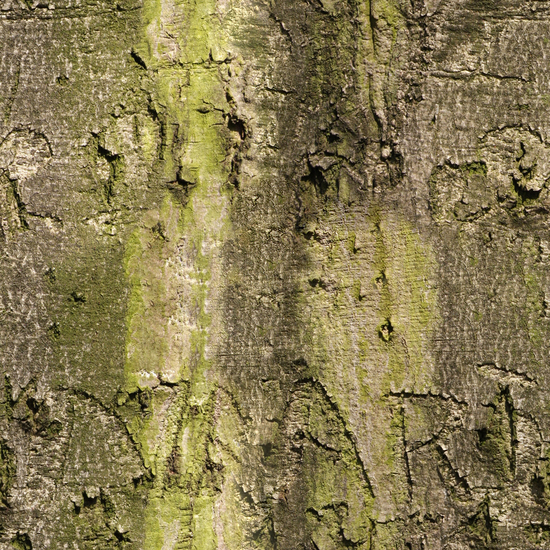 Seamless Tree Bark