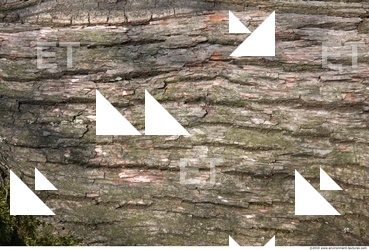 Tree Bark