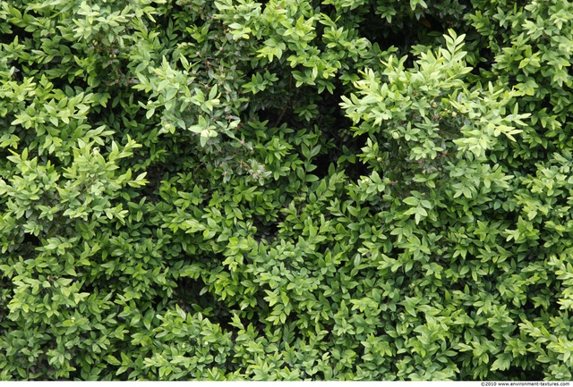 Hedges