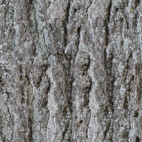 Seamless Tree Bark