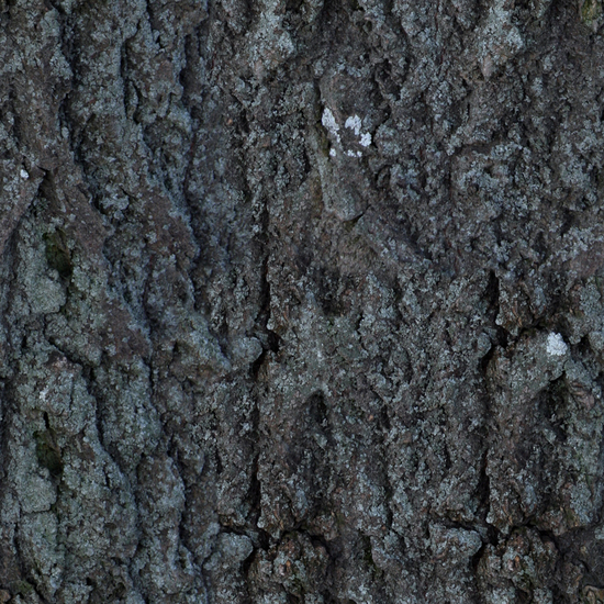 Seamless Tree Bark