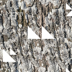 Seamless Bark 0001