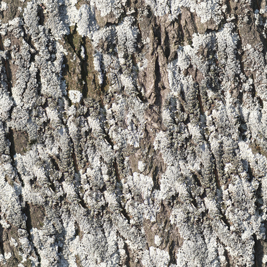 Seamless Tree Bark