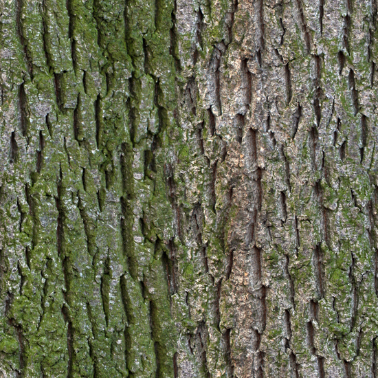 Seamless Tree Bark