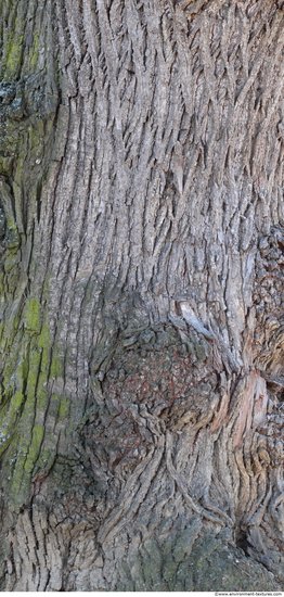 Tree Bark