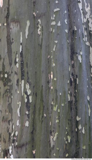 Tree Bark