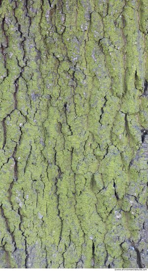 Tree Bark