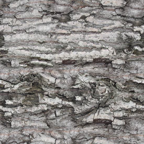 Seamless Tree Bark