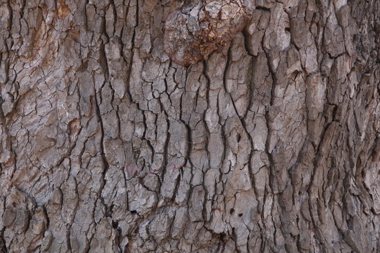 Tree Bark