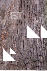 Tree Bark