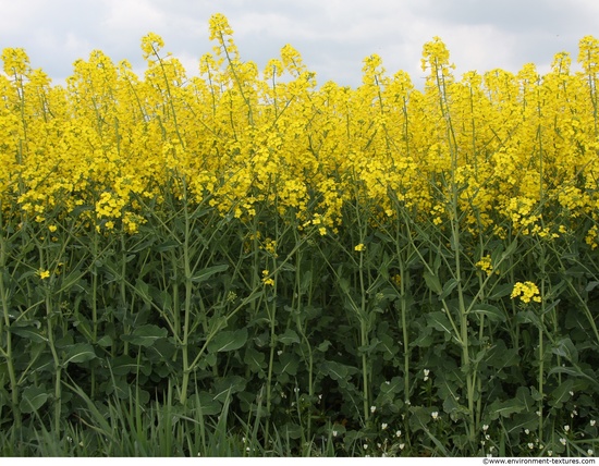 Plant Fields