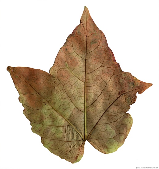 Leaves