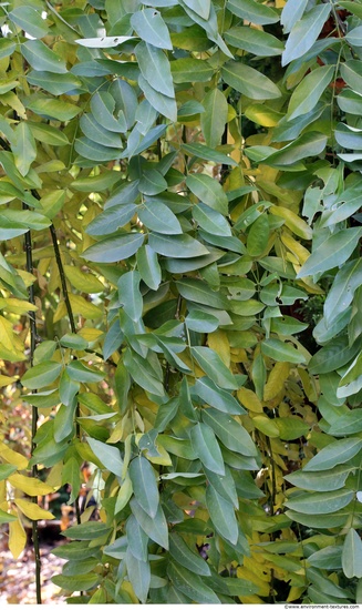 Leaves