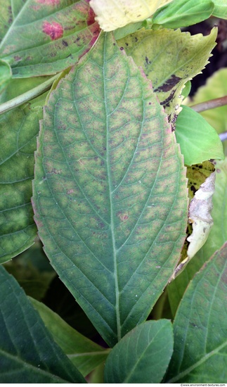 Leaves