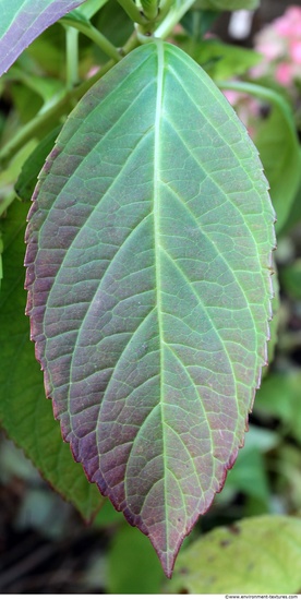 Leaves