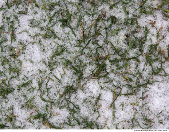 Frozen Ground