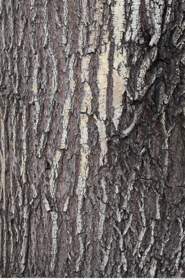 Tree Bark