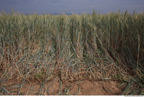 Plant Fields