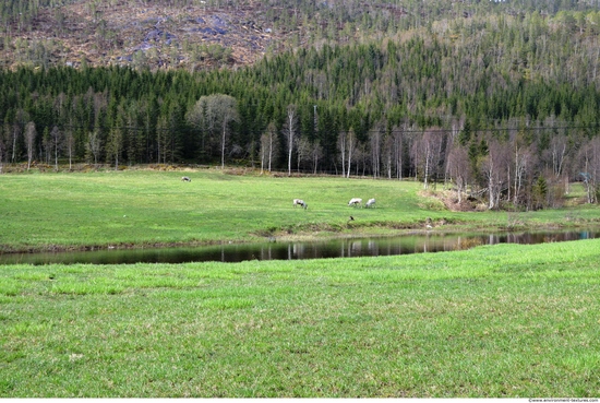 Background Forests