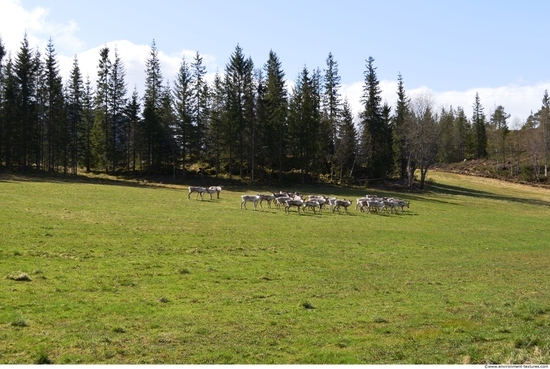 Background Forests