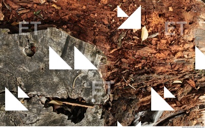 Decayed Wood