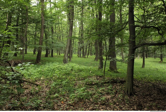 Background Forests