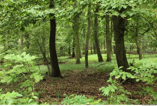 Background Forests