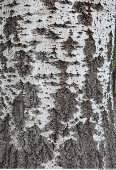 Tree Bark