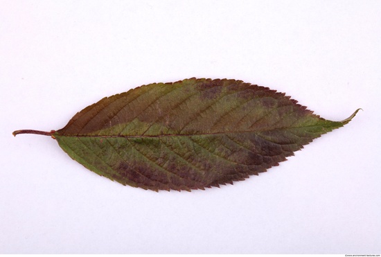 Leaves