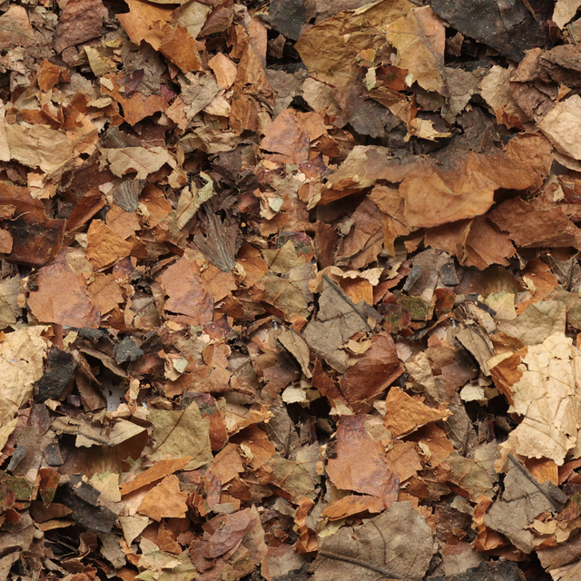 High Resolution Seamless Leaves Texture