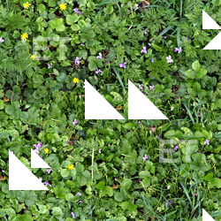 High Resolution Seamless Grass Texture