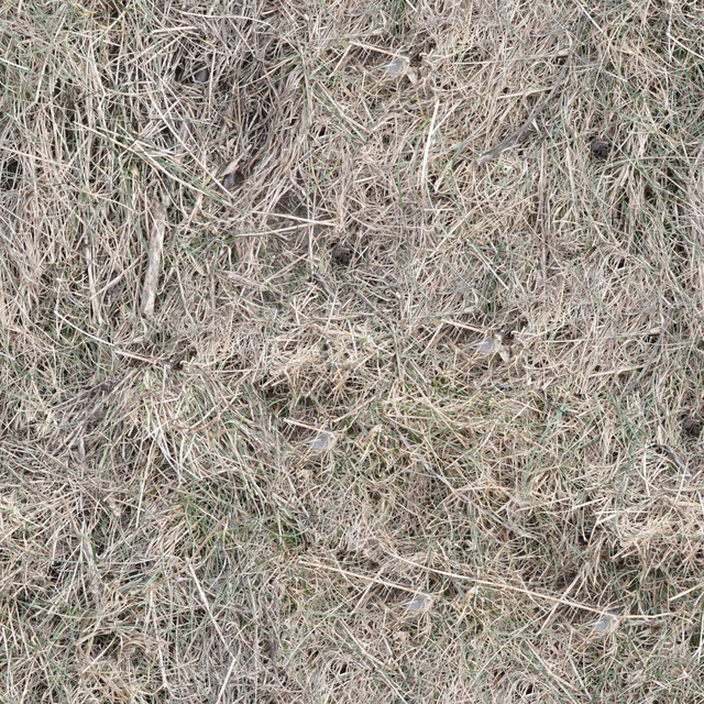 High Resolution Seamless Grass Texture