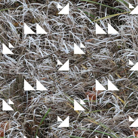 High Resolution Seamless Grass Texture