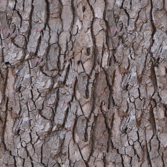 Seamless Tree Bark