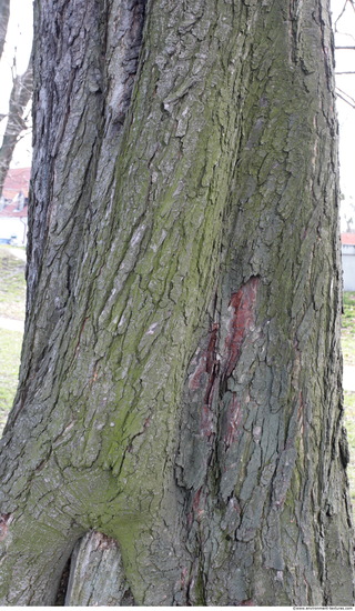 Tree Bark