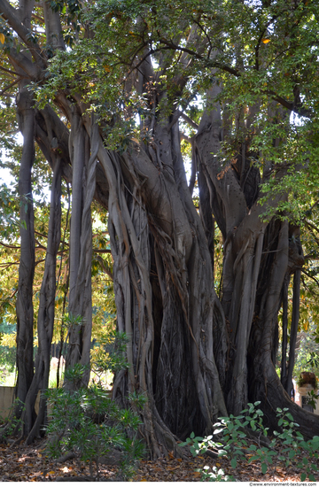 Tree Bark