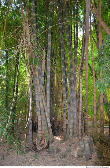 Tree Bark