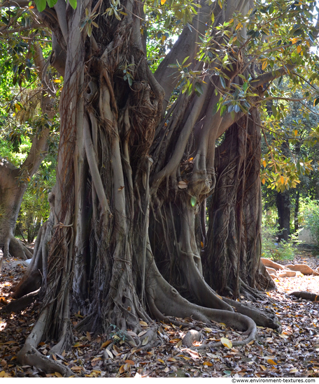 Tree Bark