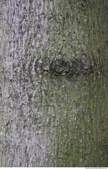 Tree Bark