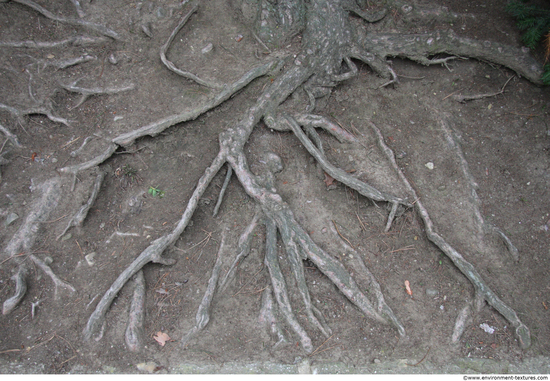 Roots