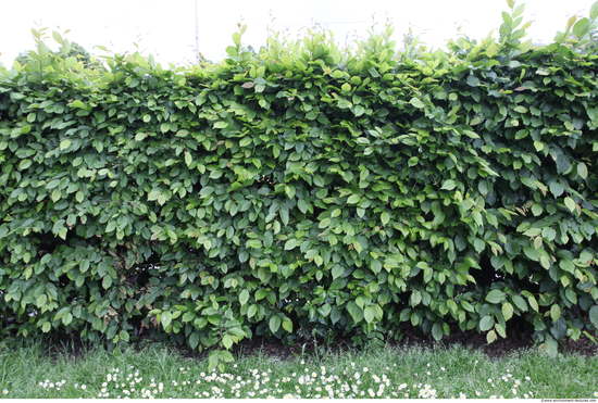 Hedges