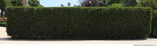 Hedges