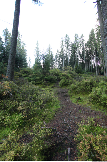 Background Forests