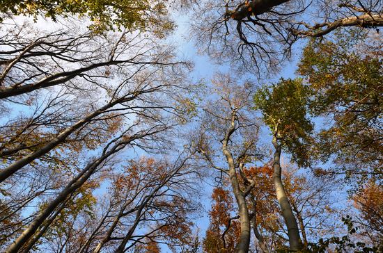 Background Forests