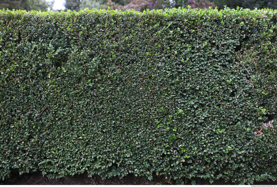 Hedges