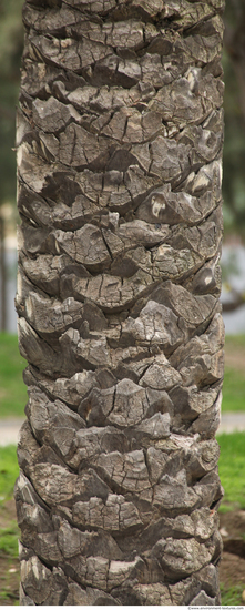 Tree Bark