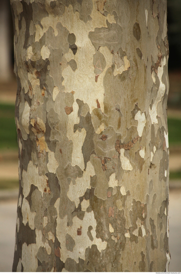 Tree Bark