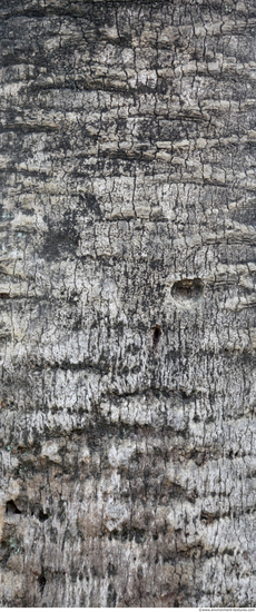 Tree Bark