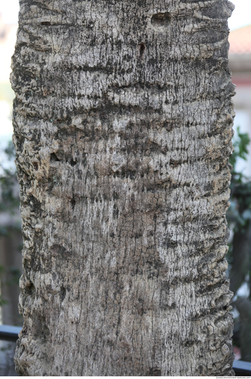 Tree Bark