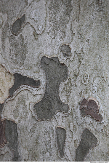 Tree Bark